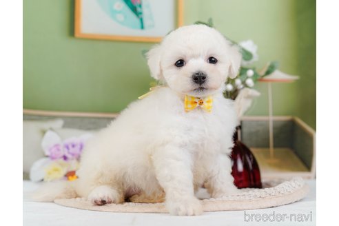 成約済の神奈川県のミックス犬-346302の14枚目