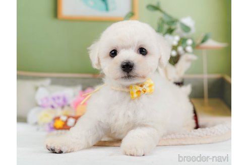 成約済の神奈川県のミックス犬-346302の7枚目