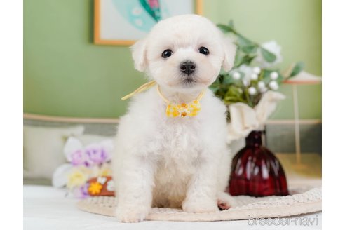 成約済の神奈川県のミックス犬-346302の8枚目