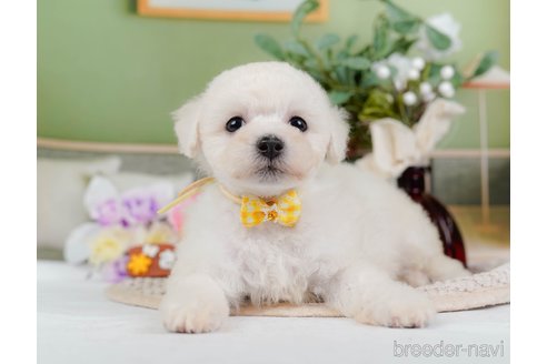 成約済の神奈川県のミックス犬-346302の10枚目