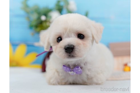 成約済の神奈川県のミックス犬-346304の10枚目