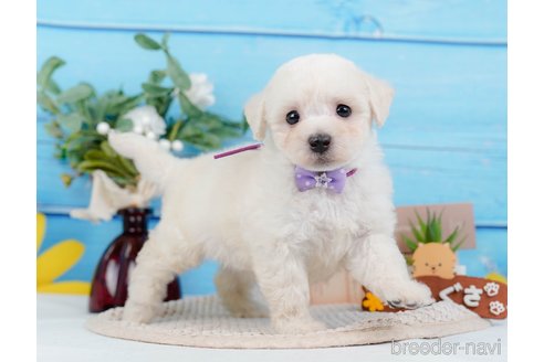 成約済の神奈川県のミックス犬-346304の9枚目