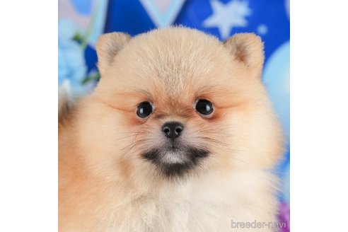 成約済の茨城県のポメラニアン-346309の4枚目