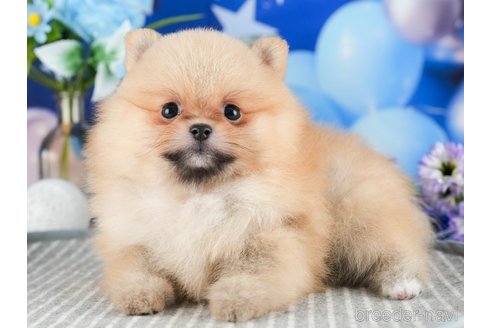 成約済の茨城県のポメラニアン-346309の5枚目
