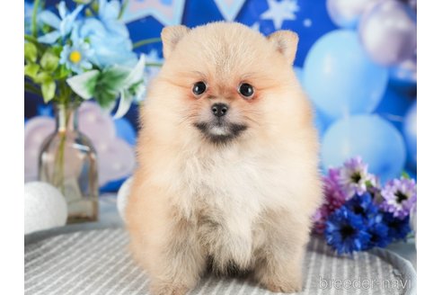 成約済の茨城県のポメラニアン-346309の2枚目