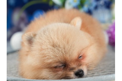成約済の茨城県のポメラニアン-346309の3枚目