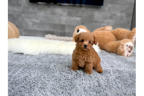 成約済の滋賀県のティーカッププードル-346311の4枚目