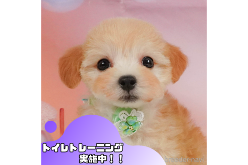 成約済の静岡県のマルプー:マルチーズ×トイプードル-340051の1枚目
