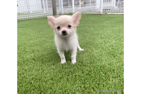 成約済の愛知県のチワワ(ロングコート)-344843の11枚目