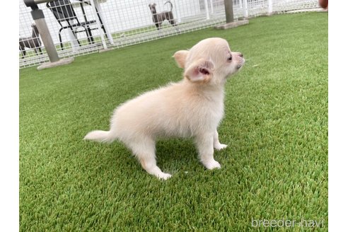 成約済の愛知県のチワワ(ロングコート)-344843の9枚目