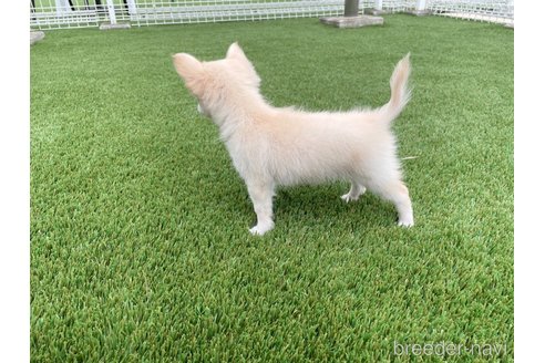 成約済の愛知県のチワワ(ロングコート)-344843の8枚目