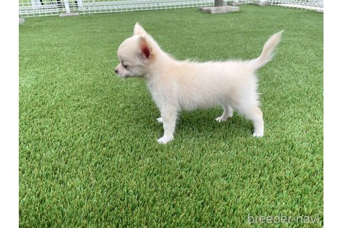 成約済の愛知県のチワワ(ロングコート)-344843の10枚目