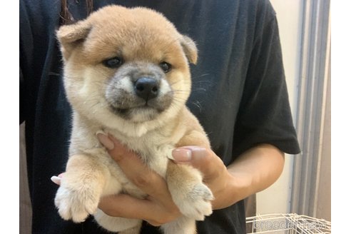 成約済の滋賀県の豆柴-337882の6枚目