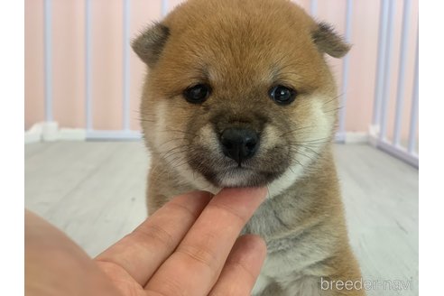 成約済の滋賀県の豆柴-337882の1枚目