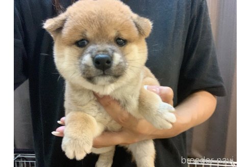 成約済の滋賀県の豆柴-337882の2枚目