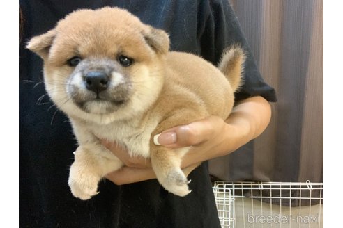 成約済の滋賀県の豆柴-337882の3枚目