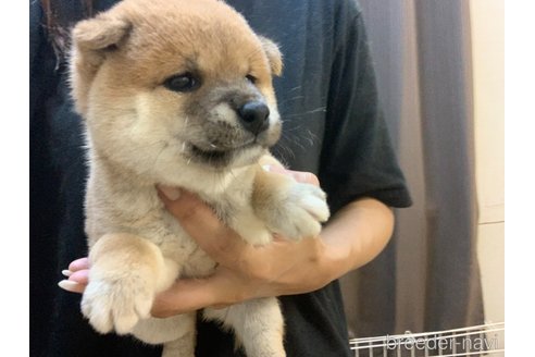 成約済の滋賀県の豆柴-337882の4枚目