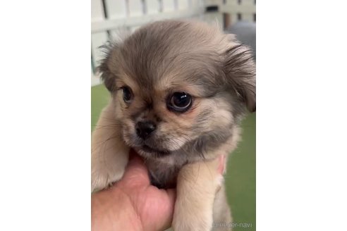 成約済の福岡県のミックス犬-337826の4枚目