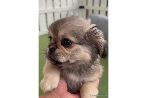 成約済の福岡県のミックス犬-337826の3枚目