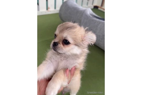 成約済の福岡県のミックス犬-337828の2枚目