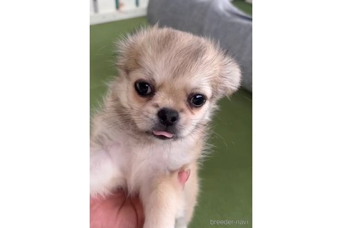 成約済の福岡県のミックス犬-337828の3枚目