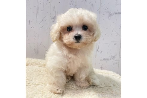 成約済の千葉県のマルプー:マルチーズ×トイプードル-341381の1枚目