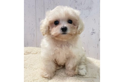 成約済の千葉県のマルプー:マルチーズ×トイプードル-341381の5枚目