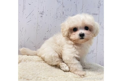 成約済の千葉県のマルプー:マルチーズ×トイプードル-341381の3枚目