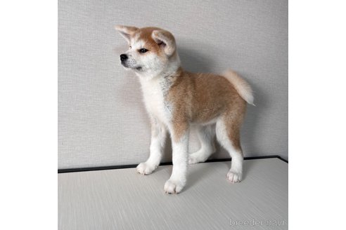 成約済の大阪府の秋田犬-344513の4枚目