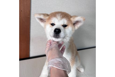 成約済の大阪府の秋田犬-344513の5枚目