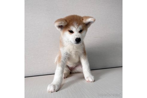 成約済の大阪府の秋田犬-344513の6枚目