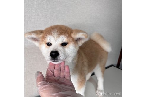 成約済の大阪府の秋田犬-344513の2枚目