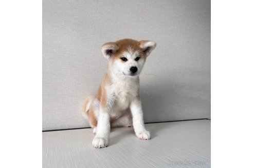 成約済の大阪府の秋田犬-344513の3枚目