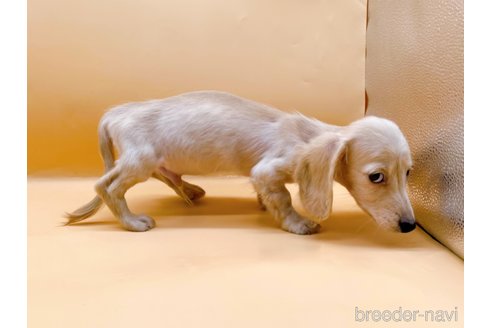 成約済の東京都のカニンヘンダックスフンド(ロングヘアード)-346360の4枚目
