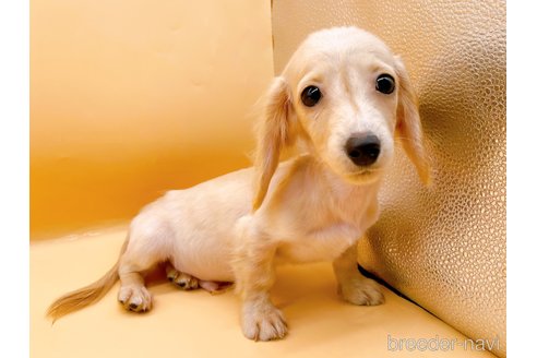 成約済の東京都のカニンヘンダックスフンド(ロングヘアード)-346360の5枚目