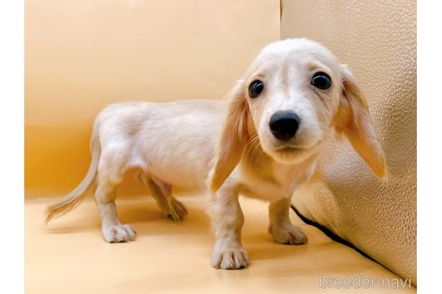 成約済の東京都のカニンヘンダックスフンド(ロングヘアード)-346360の2枚目