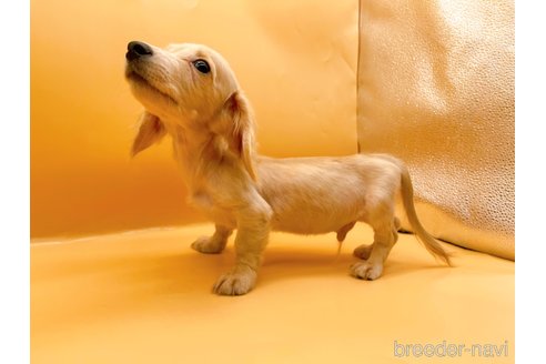 成約済の東京都のカニンヘンダックスフンド(ロングヘアード)-346360の3枚目