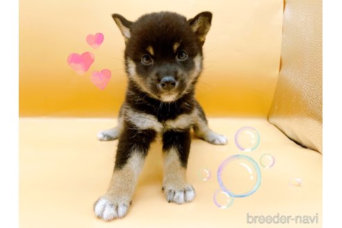 成約済の東京都の柴犬-346361の2枚目