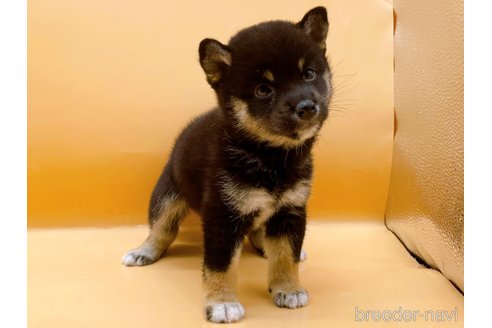 成約済の東京都の柴犬-346361の3枚目