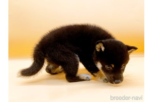 成約済の東京都の柴犬-346361の4枚目