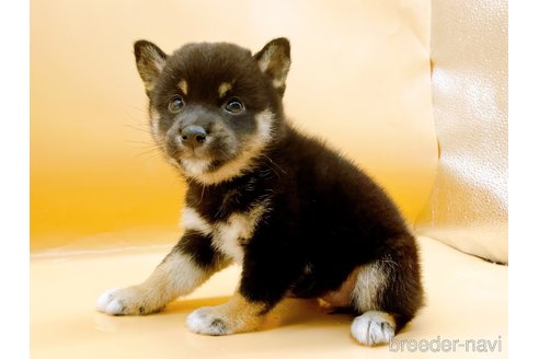 成約済の東京都の柴犬-346361の5枚目