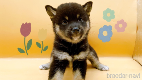 成約済の東京都の柴犬-346361の1枚目