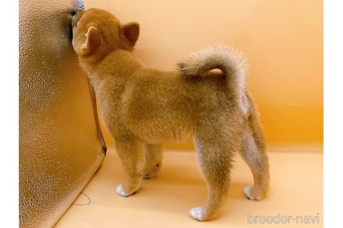 成約済の東京都の柴犬-346362の2枚目