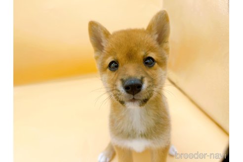 成約済の東京都の柴犬-346362の3枚目