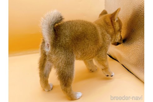 成約済の東京都の柴犬-346362の4枚目