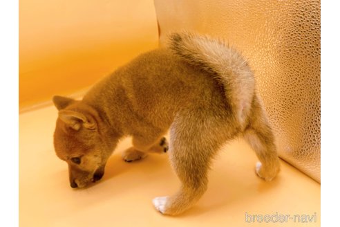 成約済の東京都の柴犬-346362の5枚目