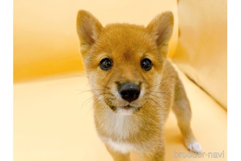 成約済の東京都の柴犬-346362の6枚目