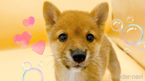 成約済の東京都の柴犬-346362の1枚目