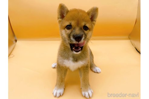 成約済の東京都の柴犬-346363の2枚目