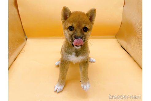 成約済の東京都の柴犬-346363の3枚目